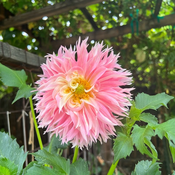 Meet your Posher, Debranne - Picture 13 of 15